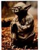 A Yoda picture signed by Steven Spielberg - 238x301